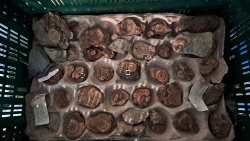 Ammoniten-Fossiliensammlung
