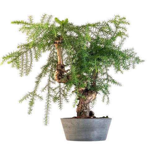 Araucaria bonsai einem - araucaria-bonsai, in