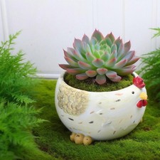 Henne Blumentopf Pflanze Container Harz Figur Display Huhn Statue Pflanzer