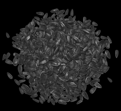 Sonnenblumenkerne schwarz - , 10