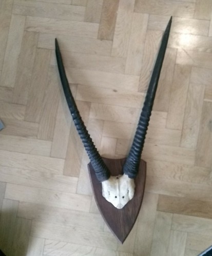 Antilopengeweih antilope - antilopengeweih,