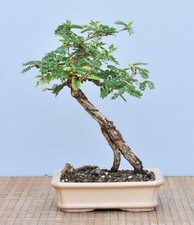 Bonsai Indoor, Turibaum (Sesbania grandiflora) 25084 | Bonsai-Garten-Müller