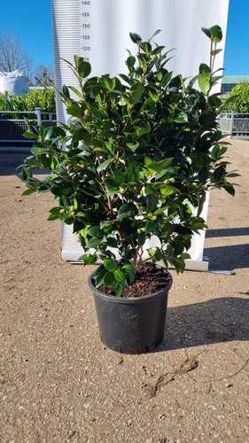 Japonica camelia pflanze - camelia,