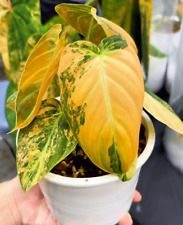 80002379 Philodendron Melanochrysum Velvet orange 3 Samen Kletterpflanze