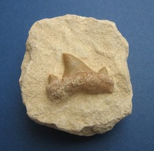 Hai Zahn Otodus obliquus Haizahn Fossil in Matrix von Khouribga Marokko
