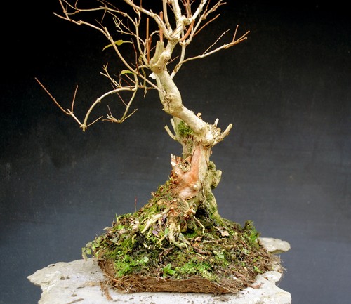Bonsai outdoor winterhart