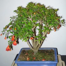 Samen kleiner bonsai grosser - kleiner,