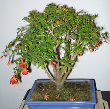 SAMEN kleiner Bonsai grosser Baum der wunderbare GRANATAPFEL Baum trägt Früchte