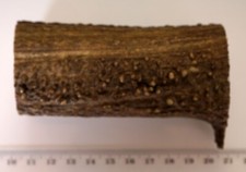 Geweihreste zum Basteln