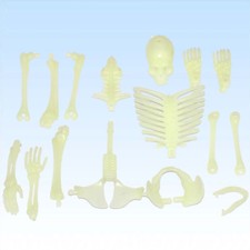 Leuchtendes skelett zum selbst - leuchtendes,