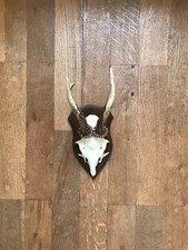 Rehbock Gehörn, Geweih