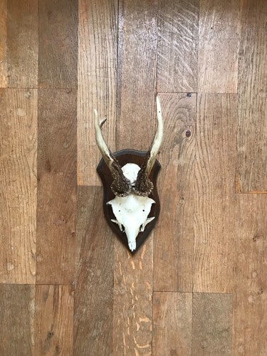 Rehbock gehörn geweih - gehörn,,