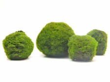 Mooskugel - Aegagropila