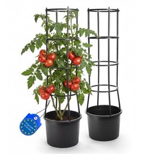 Stück tomatentopf mit - 2,