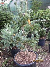 Pinus parviflora Azumo Goyo -