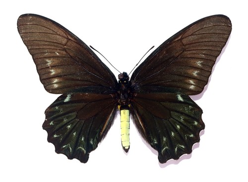 Schmetterlinge papilionidae - schmetterlinge,,