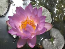 winterharte  blaue lila Seerose Nymphaea Siam Purple 2 Seerosen Teichpflanze