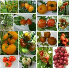 17 EXOTISCHE Tomaten Varianten aus aller Welt zum auswählen je1 0-18 Korn