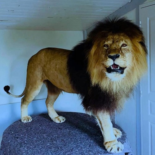 Antike löwentaxidermie alter - löwentaxidermie,,