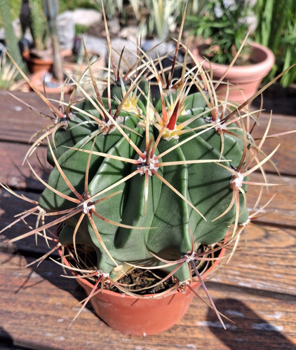 Ferocactus histrix rarität - ferocactus, histrix-