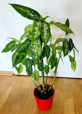 Strelitzia Nicolai mit elho Greenville Round schwarz 160 cm | Pflanzfix24