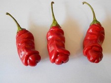 Penis-Chilli Pflanzen für die