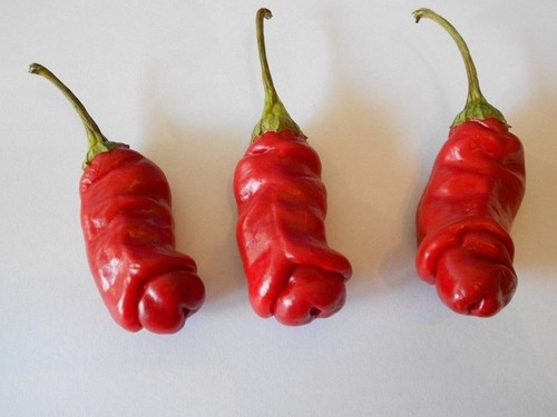 Penis chilli pflanzen für die - penis-chilli,