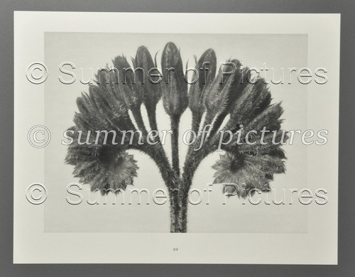 Karl blossfeldt ltd - ltd., 1928