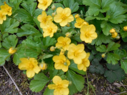 Pflanze/Blume/Staude