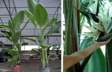 Weiße Strelitzie Blumen für