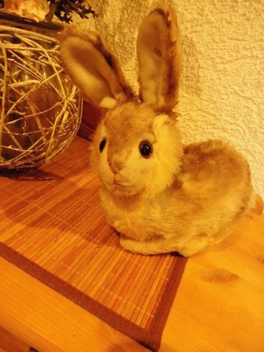 Biete alten hasen - pummy, "