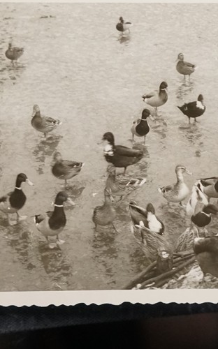 Foto ansicht bad - pyrmont, 1960