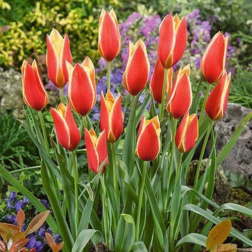 Wildtulpe taco rot gelb 10 - rot-gelb, (10