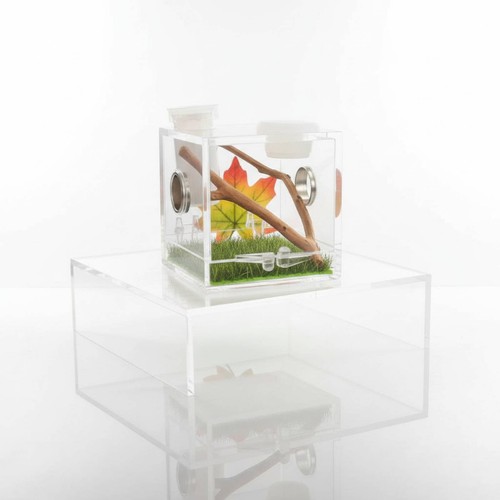 Spinnen-Terrarium