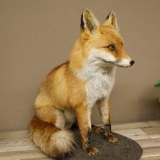 Fuchs Rotfuchs sitzend auf