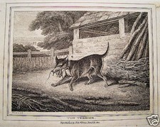 Terrier Jagd Jäger Jagdhund echter  alter Kupferstich 1799