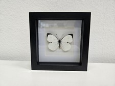 Großer Kohlweißling Echter Schmetterling Im Bilderrahmen Entomologie Deko