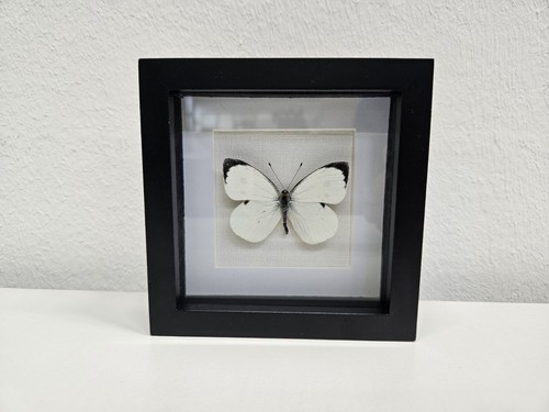 Großer kohlweißling echter - großer,
