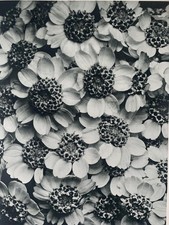 1929 Karl Blossfeldt Druck -