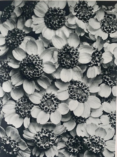 1929 karl blossfeldt druck - karl,