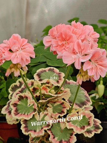 Pelargonie geranie blattscmuck - geranie,