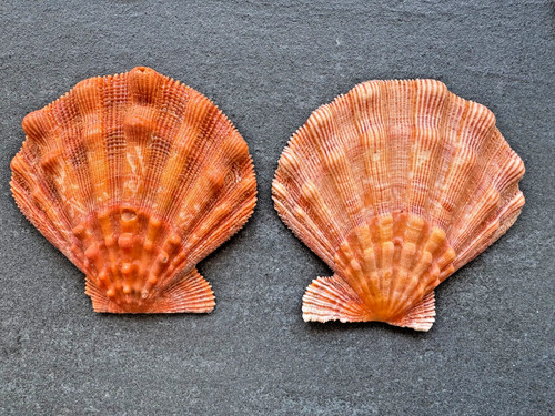 Nodipecten fragosus mm - fragosus,