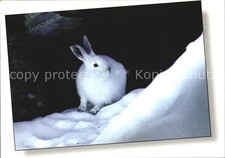 Hasen Lepus Timidus Alpenschneehase 