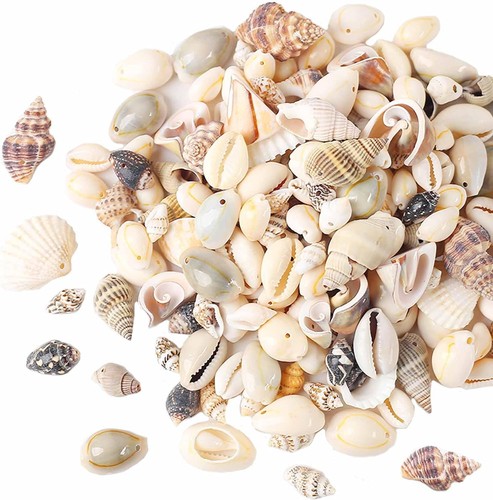 Muscheln basteln mit löchern - muscheln,