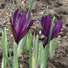 @ (◕‿◕)\@ Iris