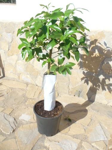 Grapefruit - -, paradisi)