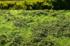 Model Scene F501 Grasmatte