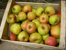 Apfel,  Boskoop von Obstwiese