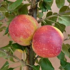 Apfelbaum Malus Rote Alkmene robuster Herbstapfel Buschbaum Halbstamm Hochstamm