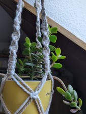 Geldbaum * Crassula Ovata